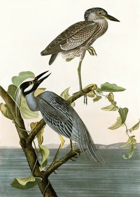  Yellow Crowned Heron