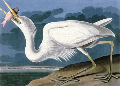    Great White Heron