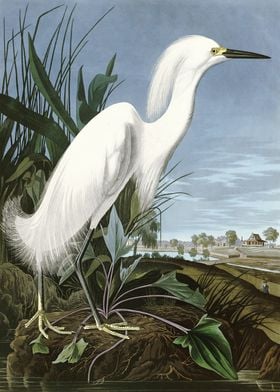  Snowy Heron or White Egre