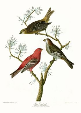  Pine Grosbeak