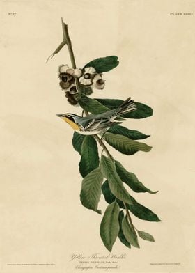  Yellow Throated Warbler