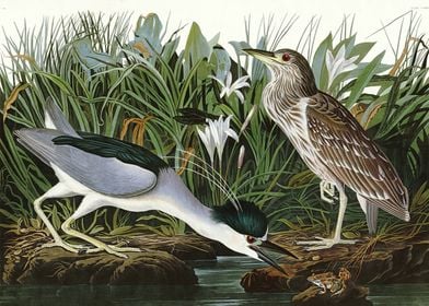    Night Heron or Qua bird