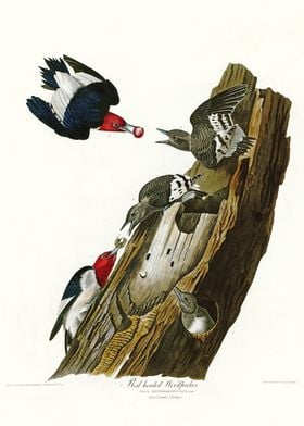  Red headed Woodpecker