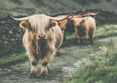 highlands cows