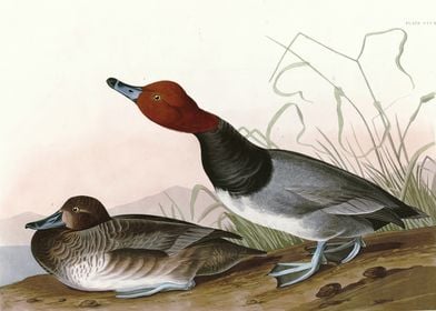    Red headed Duck