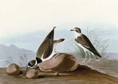    Ring Plover