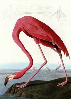 American Flamingo