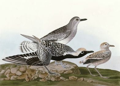    Black bellied Plover