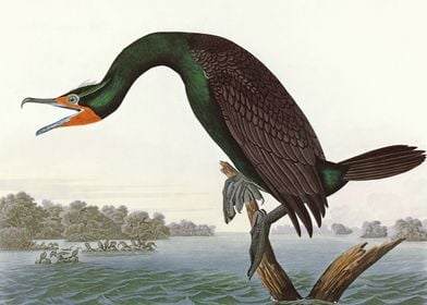    Florida Cormorant