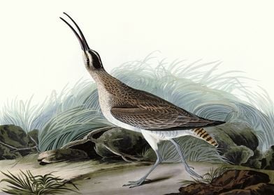    Great Esquimaux Curlew