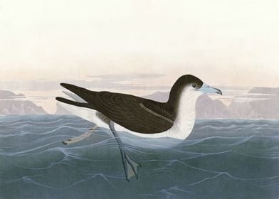    Dusky Petrel