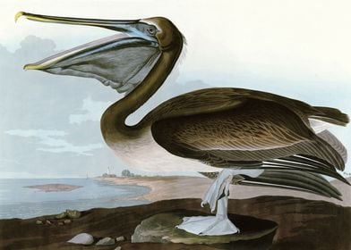    Brown Pelican