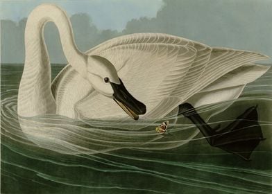    Trumpeter Swan