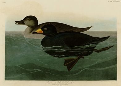    American Scoter Duc