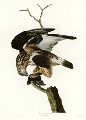 166 Rough legged Falcon