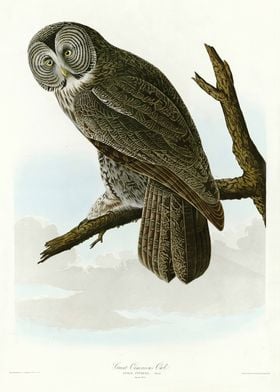  Great Cinereous Owl