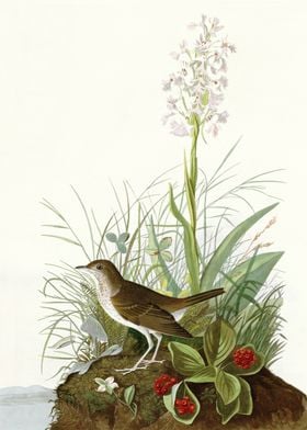  Tawny Thrush