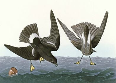    Stormy Petrel