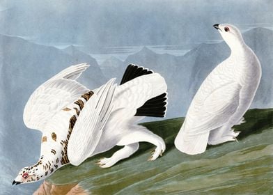    I American Ptarmigan  