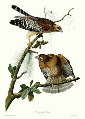  Red shouldered Hawk