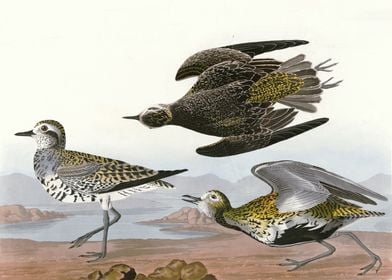    Golden Plover