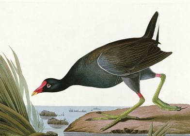    Common Gallinule