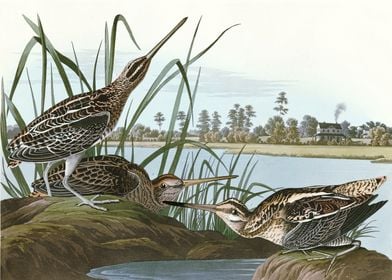    American Snipe