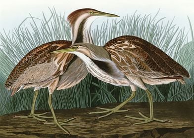    American Bittern