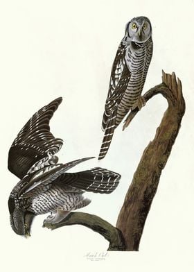  Hawk Owl