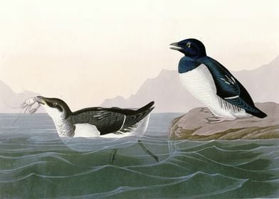    Little Auk