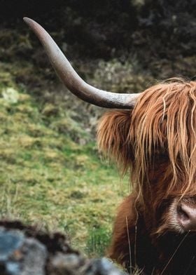 Highland cattle