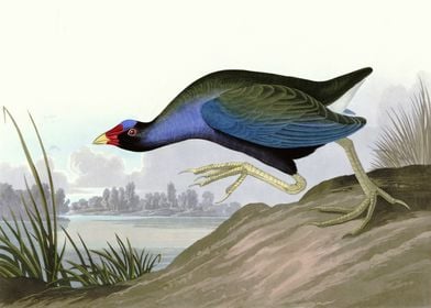    Purple Gallinule