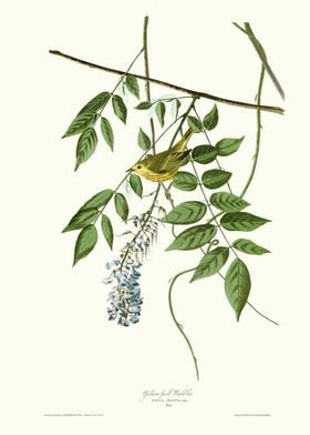  Yellow poll Warbler