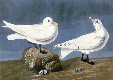    Ivory Gull