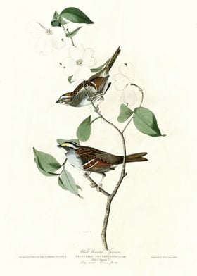  White throated Sparrow