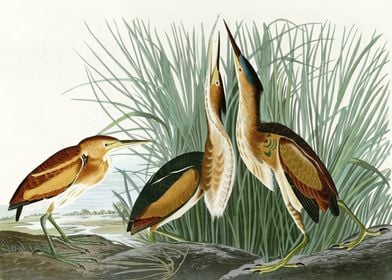    Least Bittern