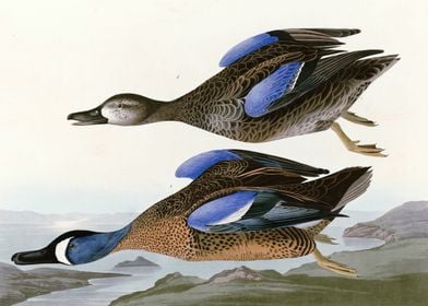    Blue Winged Teal