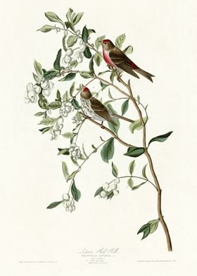  Lesser Red Poll