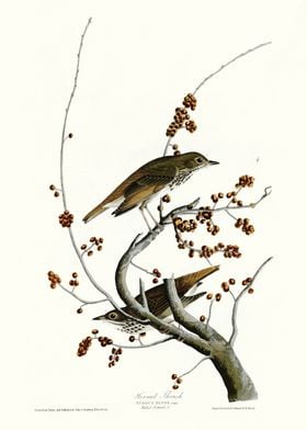  Hermit Thrush