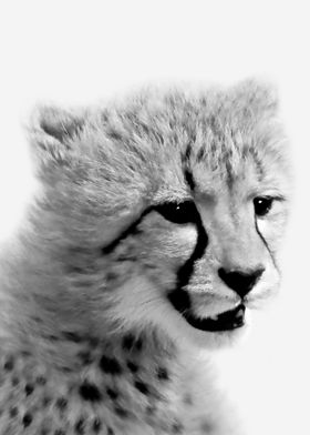 Cheetah cub