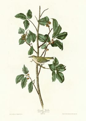  Tennessee Warbler