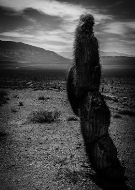 Cactus in Salta Argentina