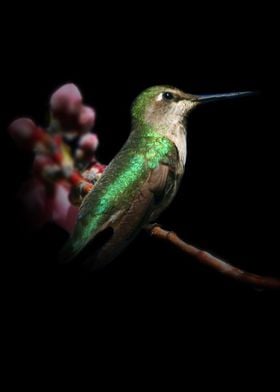 Hummingbird