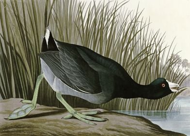    American Coot