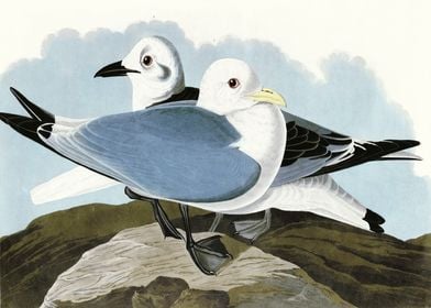    Kittiwake Gull