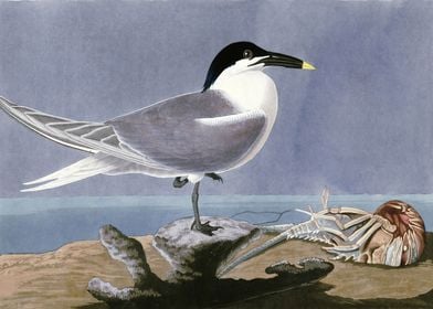    Sandwich Tern