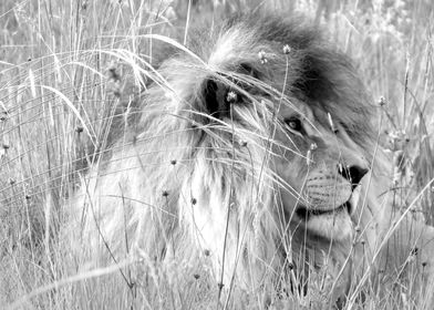 Lion resting in long grass