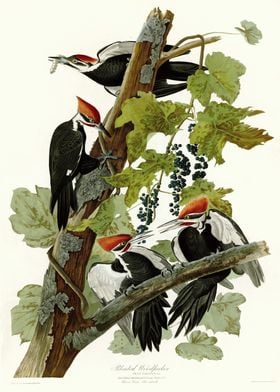  Pileated Woodpecker