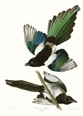 American Magpie