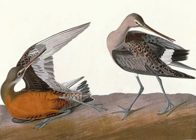    Hudsonian Godwit